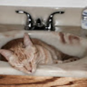 Meet your Posher, Pamela